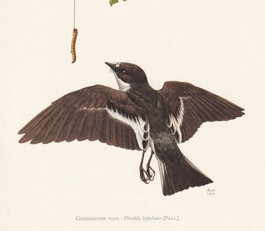 1960  PIED FLYCATCHER Bird Print - Vintage Bird Print - Bird Illustration - Bird Wall Art - Bird Decor - 7.5 x 10.6 Inches