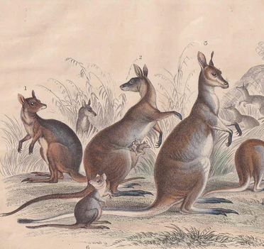 1859 KANGAROO Print - Hand-Coloured Engraving - Kangaroo Wall Art - Antique Kangaroo Decor - 9.5 x 6.5 Inches