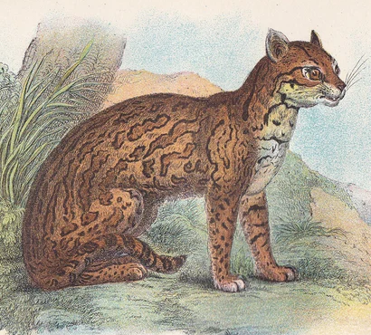 1896 OCELOT Print - Big Cats Print - Carnivora Print - Natural History - Original Antique Print - Over 125 Years Old