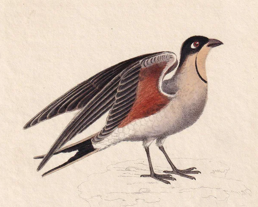 1834 PRATINCOLE & TURNSTONE Bird Print - Hand-Coloured Engraving - Bird Wall Art - Bird Decor - Antique Bird Print - 4.5 x 7.8 Inches