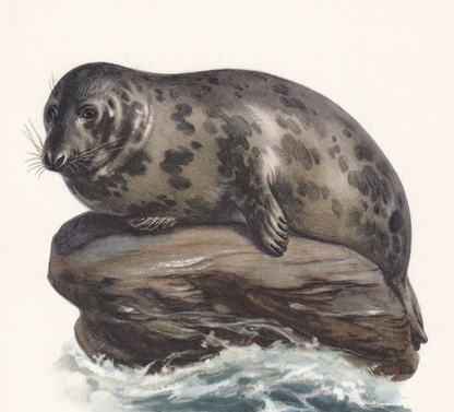 1960 GREY SEAL Print - Vintage Animal Wall Art - 7.5 x 10.6 Inches