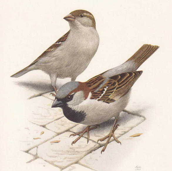 1960 HOUSE SPARROW Print - Vintage Bird Print - Bird Illustration - Bird Wall Art - Bird Decor - 7.5 x 10.6 Inches