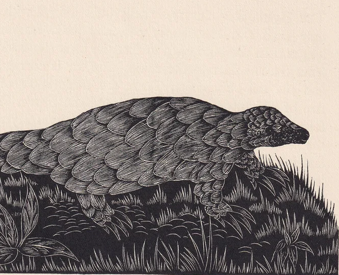 1929 PANGOLIN Print Wood Engraving - Pangolin Wall Art - Zoology Print - Antique Animal Print - 94 Years Old - 8 x 7.25 Inches