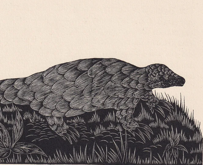 1929 PANGOLIN Print Wood Engraving - Pangolin Wall Art - Zoology Print - Antique Animal Print - 94 Years Old - 8 x 7.25 Inches