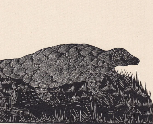 1929 PANGOLIN Print Wood Engraving - Pangolin Wall Art - Zoology Print - Antique Animal Print - 94 Years Old - 8 x 7.25 Inches