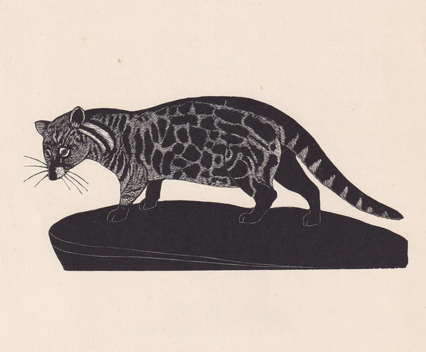 1929 AFRICAN CIVET Print Wood Engraving - Civet Wall Art - Zoology Print - Wildlife - Antique Animal Print - 94 Years Old - 8 x 7.25 Inches