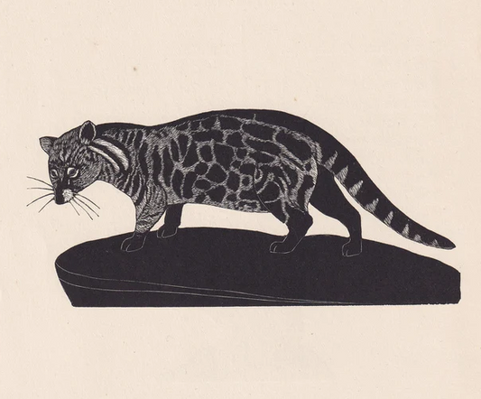 1929 AFRICAN CIVET Print Wood Engraving - Civet Wall Art - Zoology Print - Wildlife - Antique Animal Print - 94 Years Old - 8 x 7.25 Inches