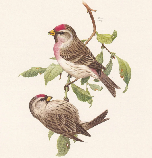 1960 COMMON REDPOLL Bird Print - Vintage Bird Print - Bird Illustration - Bird Wall Art - Bird Decor - 7.5 x 10.6 Inches