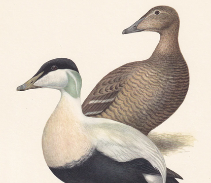1960 COMMON EIDER DUCK Bird Print - Vintage Bird Print - Bird Illustration - Bird Wall Art - Bird Decor - 7.5 x 10.6 Inches