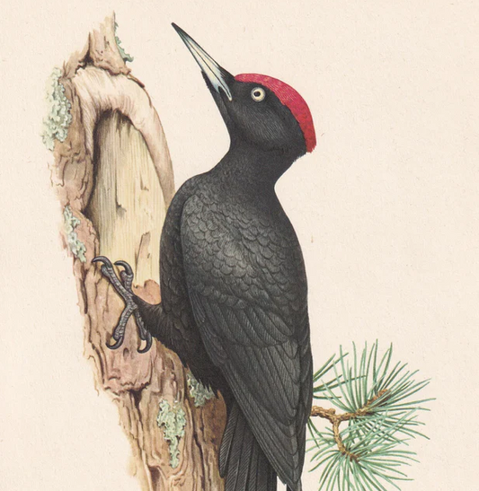 1960 BLACK WOODPECKER Bird Print - Vintage Bird Print - Bird Illustration - Bird Wall Art - Bird Decor - 7.5 x 10.6 Inches