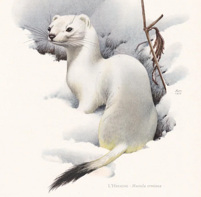 1960 STOAT Print - Vintage Animal Wall Art - 7.5 x 10.6 Inches