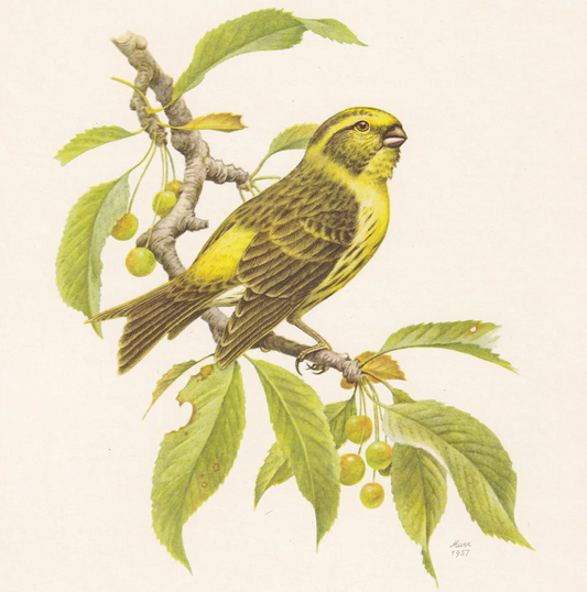 1960 EUROPEAN SERIN Bird Print - Vintage Bird Print - Bird Illustration - Bird Wall Art - Bird Decor - 7.5 x 10.6 Inches