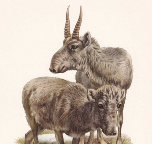 1960 SAIGA ANTELOPE Print - Vintage Animal Wall Art - 7.5 x 10.6 Inches