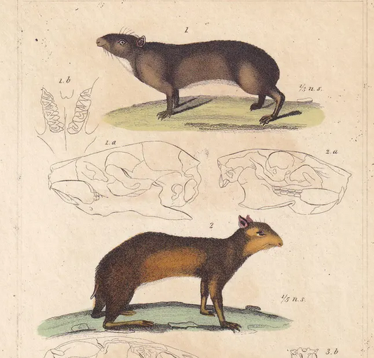 1834 GUINEA PIG, ACOUCHI & Paca Print - Hand-Coloured Antique Print - Cuvier - Animal Wall Art - Animal Gift Decor - 5.3 x 8.2 Inches
