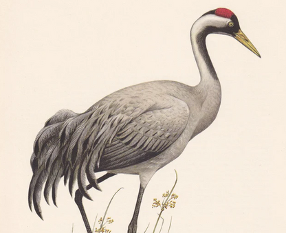 1960 COMMON CRANE Bird Print - Vintage Bird Print - Bird Illustration - Bird Wall Art - Bird Decor - 7.5 x 10.6 Inches