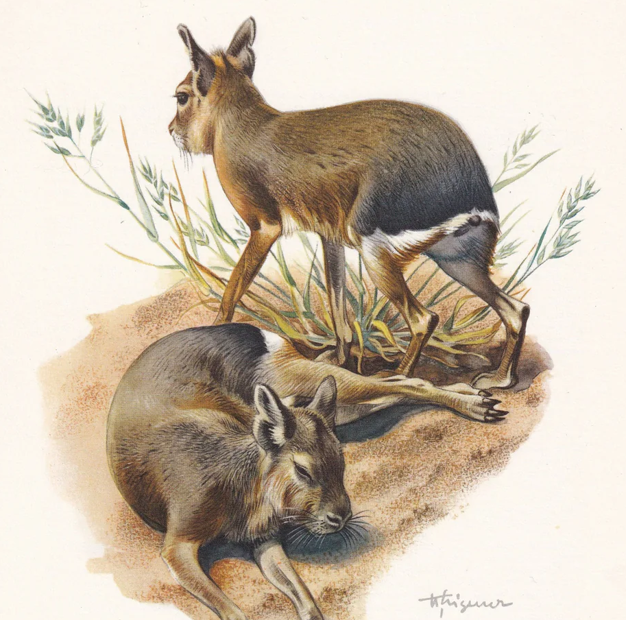 1960 PATAGONIAN MARA Print - Vintage Animal Wall Art - 7.5 x 10.6 Inches