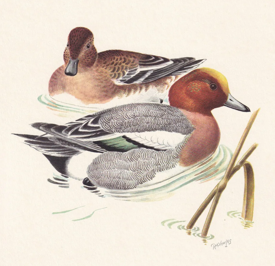1960  WIGEON DUCK Bird Print - Vintage Bird Print - Bird Illustration - Bird Wall Art - Bird Decor - 7.5 x 10.6 Inches