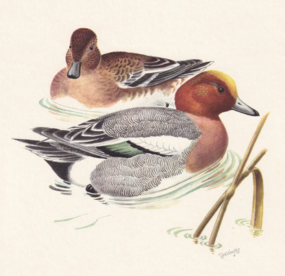 1960  WIGEON DUCK Bird Print - Vintage Bird Print - Bird Illustration - Bird Wall Art - Bird Decor - 7.5 x 10.6 Inches