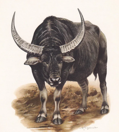 1960 WATER BUFFALO Print - Vintage Animal Wall Art - 7.5 x 10.6 Inches