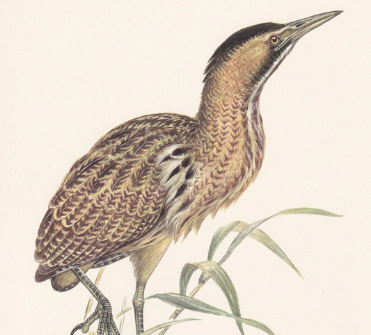 1960  BITTERN Bird Print - Vintage Bird Print - Bird Illustration - Bird Wall Art - Bird Decor - 7.5 x 10.6 Inches