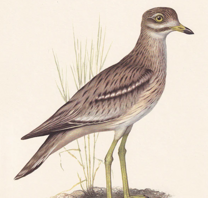 1960  STONE-CURLEW Bird Print - Vintage Bird Print - Bird Illustration - Bird Wall Art - Bird Decor - 7.5 x 10.6 Inches