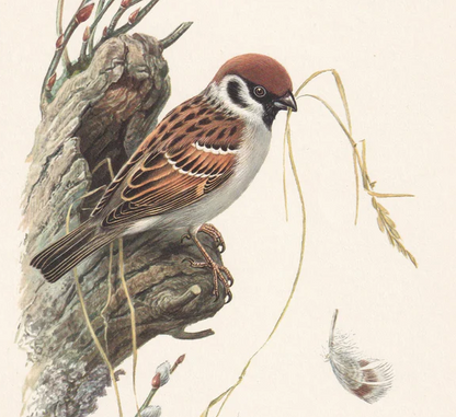 1960  TREE SPARROW Print - Vintage Bird Print - Bird Illustration - Bird Wall Art - Bird Decor - 7.5 x 10.6 Inches