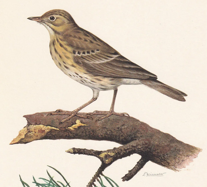 1960 TREE PIPIT Bird Print - Vintage Bird Print - Bird Illustration - Bird Wall Art - Bird Decor - 7.5 x 10.6 Inches