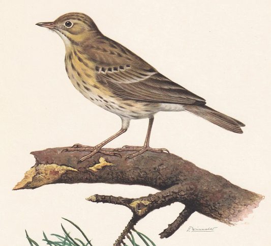 1960 TREE PIPIT Bird Print - Vintage Bird Print - Bird Illustration - Bird Wall Art - Bird Decor - 7.5 x 10.6 Inches
