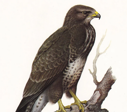 1960 BUZZARD Bird Print - Vintage Bird Print - Bird of Prey - Bird Illustration - Bird Wall Art - Bird Decor - 7.5 x 10.6 Inches