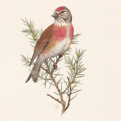 1960 COMMON LINNET Bird Print - Vintage Bird Print - Bird Illustration - Bird Wall Art - Bird Decor - 7.5 x 10.6 Inches