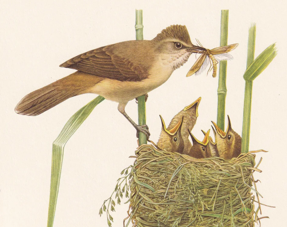 1960 GREAT REED WARBLER Bird Print - Vintage Bird Print - Bird Illustration - Bird Wall Art - Bird Decor - 7.5 x 10.6 Inches