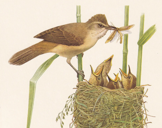 1960 GREAT REED WARBLER Bird Print - Vintage Bird Print - Bird Illustration - Bird Wall Art - Bird Decor - 7.5 x 10.6 Inches