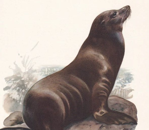 1960 CALIFORNIA SEA LION Print - Vintage Wall Art - 7.5 x 10.6 Inches