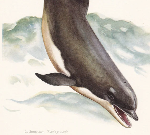 1960 BOTTLENOSE DOLPHIN Print - Vintage Animal Wall Art - 7.5 x 10.6 Inches