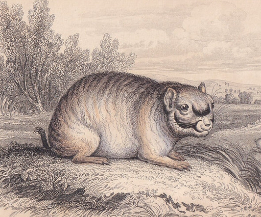 1843 CHINCHILLA Print - Chinchilla Wall Art - Original Antique Chinchilla Print - Antique Animal Print - 181 Years Old - 6.7 x 4.15 Inches