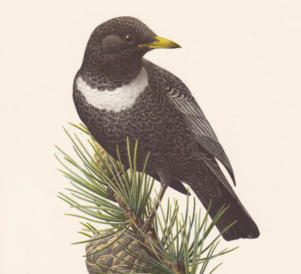 1960 RING OUZEL Bird Print - Vintage Bird Print - Bird Illustration - Bird Wall Art - Bird Decor - 7.5 x 10.6 Inches