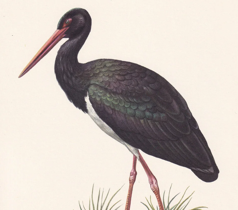 1960 BLACK STORK Bird Print - Vintage Bird Print - Bird Illustration - Bird Wall Art - Bird Decor - 7.5 x 10.6 Inches