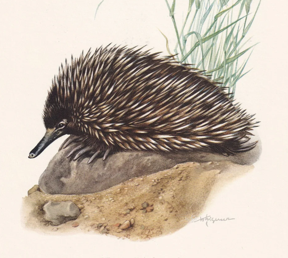 1960 ECHIDNA Print - Vintage Animal Wall Art - Vintage Monotreme Print - 7.5 x 10.6 Inches