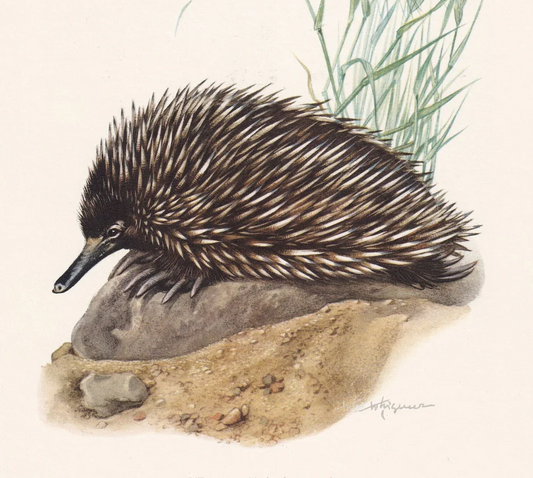 1960 ECHIDNA Print - Vintage Animal Wall Art - Vintage Monotreme Print - 7.5 x 10.6 Inches
