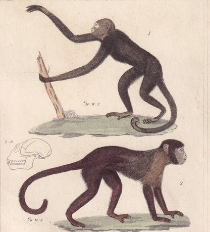 1834 CAPUCHIN & SAKI MONKEY Print - Hand-Coloured Antique Print - Cuvier - Animal Wall Art - Monkey Gift Decor - 5.3 x 8.2 Inches