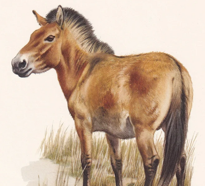 1960 PRZEWALSKI'S HORSE Print - Vintage Animal Wall Art - 7.5 x 10.6 Inches