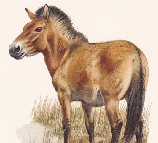 1960 PRZEWALSKI'S HORSE Print - Vintage Animal Wall Art - 7.5 x 10.6 Inches