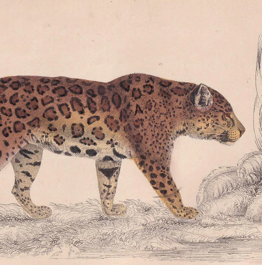 1850 JAGUAR Print - Original Hand-Coloured Engraving - Jaguar Wall Art - Antique Jaguar Print - Big Cat Decor - 10 x 6.4 Inches