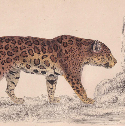 1850 JAGUAR Print - Original Hand-Coloured Engraving - Jaguar Wall Art - Antique Jaguar Print - Big Cat Decor - 10 x 6.4 Inches