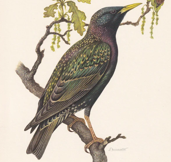 1960 COMMON STARLING Bird Print - Vintage Bird Print - Bird Illustration - Bird Wall Art - Bird Decor - 7.5 x 10.6 Inches