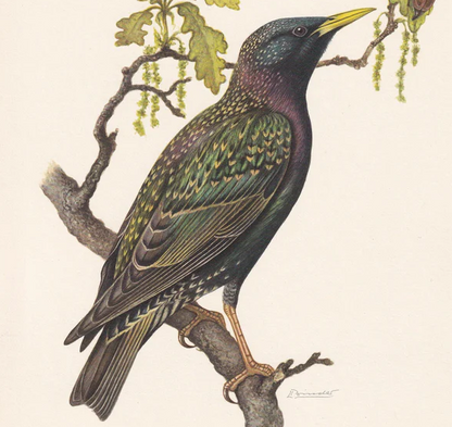 1960 COMMON STARLING Bird Print - Vintage Bird Print - Bird Illustration - Bird Wall Art - Bird Decor - 7.5 x 10.6 Inches