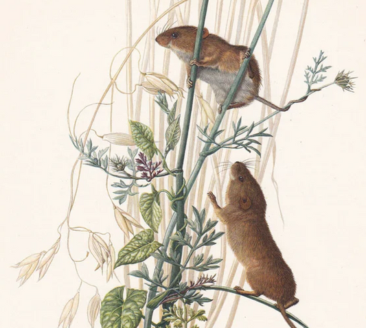 1960 EURASIAN HARVEST MOUSE Print - Vintage Animal Wall Art - 7.5 x 10.6 Inches