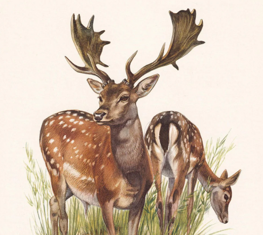 1960 EUROPEAN FALLOW DEER Print - Vintage Animal Wall Art - 7.5 x 10.6 Inches