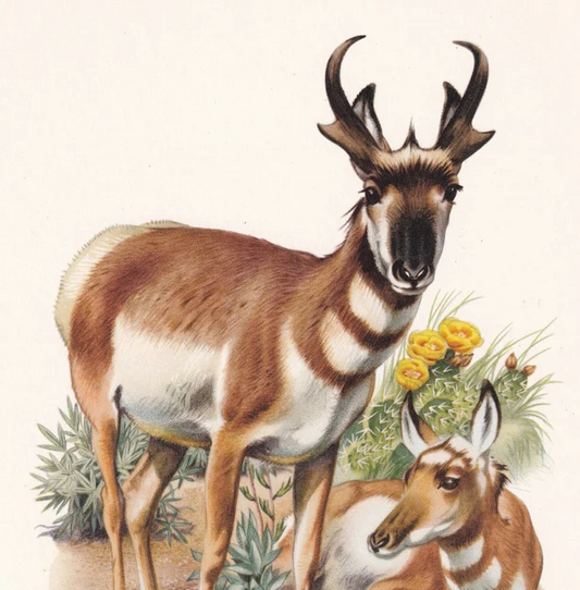 1960 PRONGHORN Print - Vintage Animal Wall Art - 7.5 x 10.6 Inches
