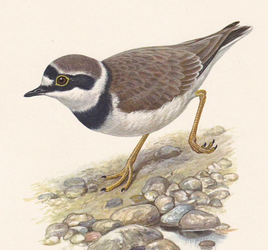 1960 LITTLE RINGED PLOVER Bird Print - Vintage Bird Print - Bird Illustration - Bird Wall Art - Bird Decor - 7.5 x 10.6 Inches